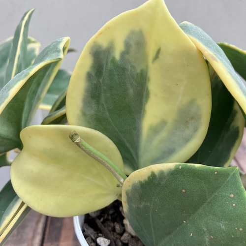 希少種ホヤ パキクラダ アルボ*斑入り*観葉植物*レア品種 希少種ホヤ パキクラダ アルボ*斑入り*観葉植物*レア品種