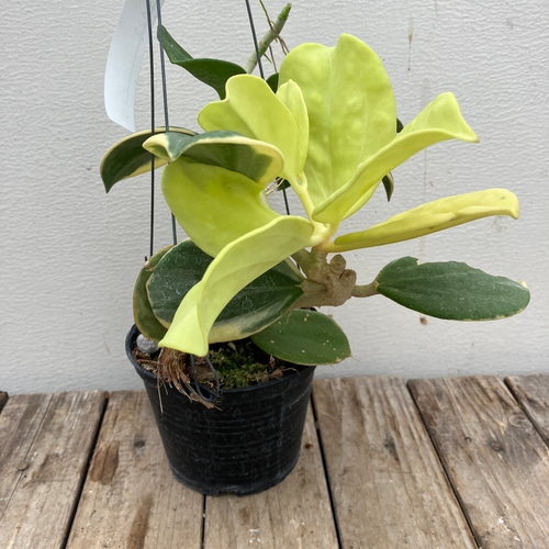 レア　珍種　ホヤ　パキクラダ外斑入り中苗 レア 珍種 ホヤ パキクラダ外斑入り中苗