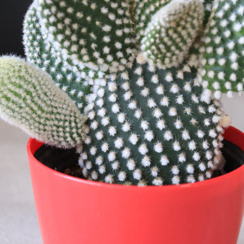 サボテン⭐︎ピロカクタス属 白刺寒鬼玉 実生接ぎ サボテン