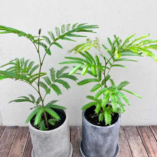 エバーフレッシュ＊ネムの木＊涼しげな葉＊観葉植物＊陶器鉢植 アート