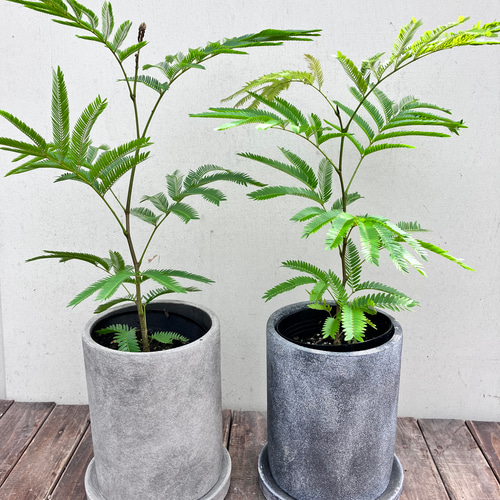 ネムの木　エバーフレッシュ　鉢皿付き　種付き エバーフレッシュ ねむの木 7号鉢サイズ 黒色 セラアート鉢