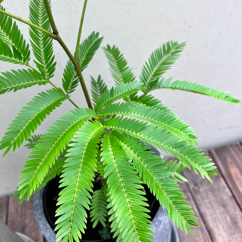 エバーフレッシュ＊ネムの木＊涼しげな葉＊観葉植物＊陶器鉢植 アート