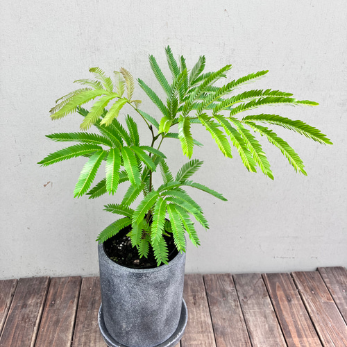 エバーフレッシュ＊ネムの木＊涼しげな葉＊観葉植物＊陶器鉢植 アート