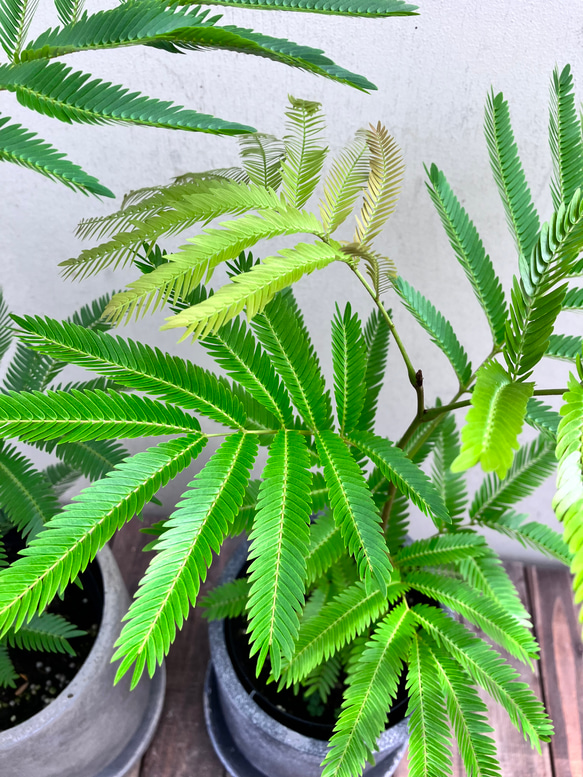 エバーフレッシュ＊ネムの木＊涼しげな葉＊観葉植物＊陶器鉢植 アート