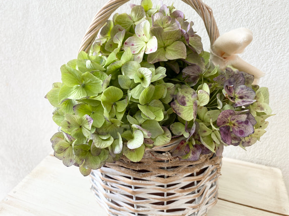 紫陽花ドライフラワー D30 115サイズ 大量 北海道産 秋色紫陽花 紫陽花ドライフラワー D11 115サイズ 大量 北海道産 秋色紫陽花