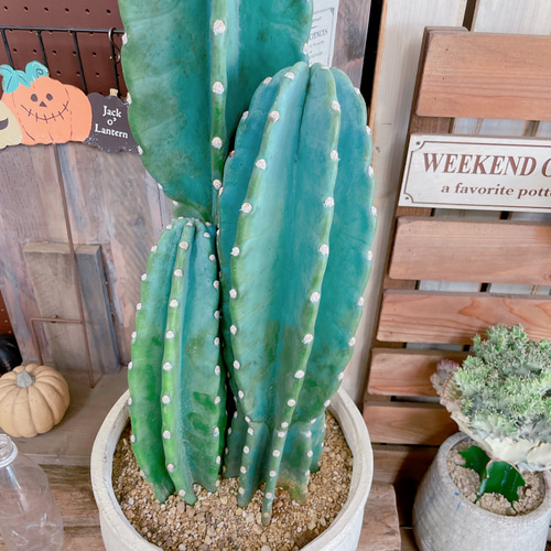 現品のみ♡【柱サボテン3本立て】大人気！！毎回好評！！存在感ある