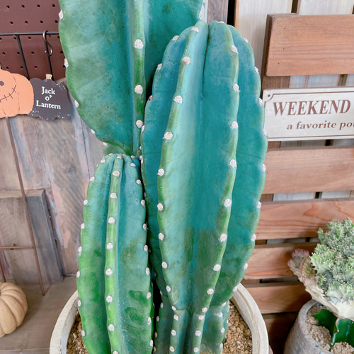 現品のみ♡【柱サボテン3本立て】大人気！！毎回好評！！存在感ある