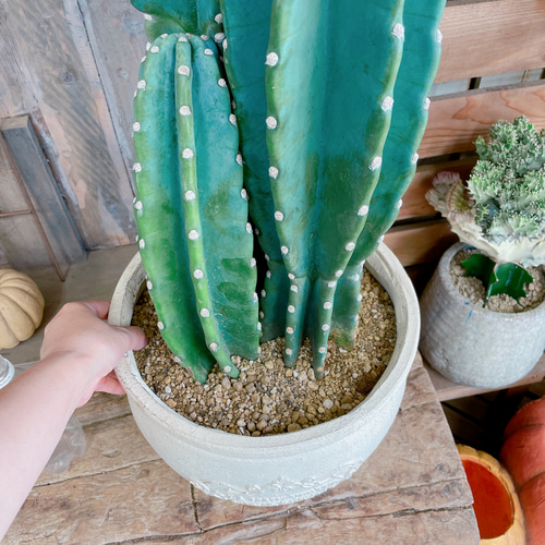 現品のみ♡【柱サボテン3本立て】大人気！！毎回好評！！存在感ある