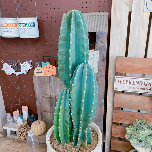 現品のみ♡【柱サボテン3本立て】大人気！！毎回好評！！存在感ある