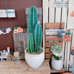 現品のみ♡【柱サボテン3本立て】大人気！！毎回好評！！存在感ある