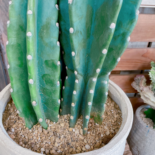 現品のみ♡【柱サボテン3本立て】大人気！！毎回好評！！存在感ある