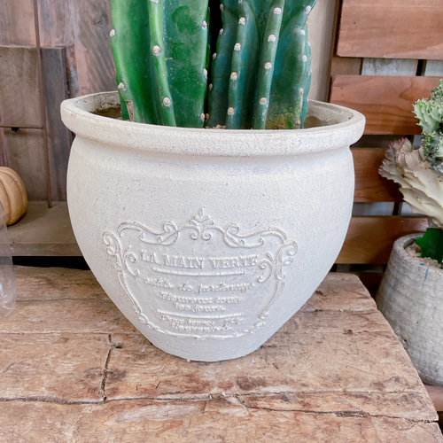 現品のみ♡【柱サボテン3本立て】大人気！！毎回好評！！存在感ある