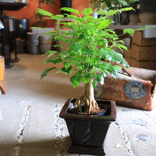 人気！ヘテロパナックス コルジリネストリクタ根上がり 観葉植物 361