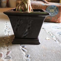 ＜１点のみ＞　ヘテロパナックス・フレグランス　茶色陶器鉢付き 6枚目の画像