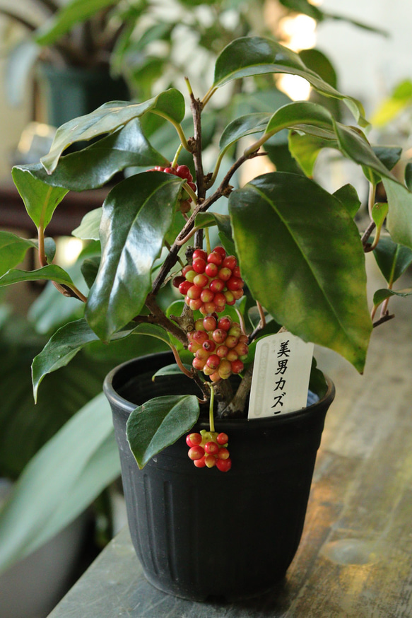 美男カズラ (ビナンカズラ) その他インテリア雑貨 トータルプランツ