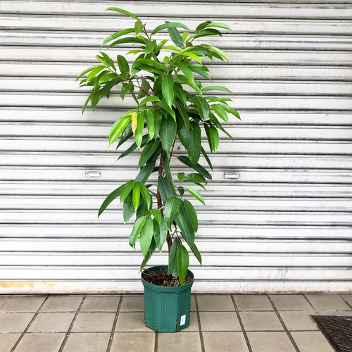 フィカス アムステルダム キング その他インテリア雑貨 PLANTS SHOP