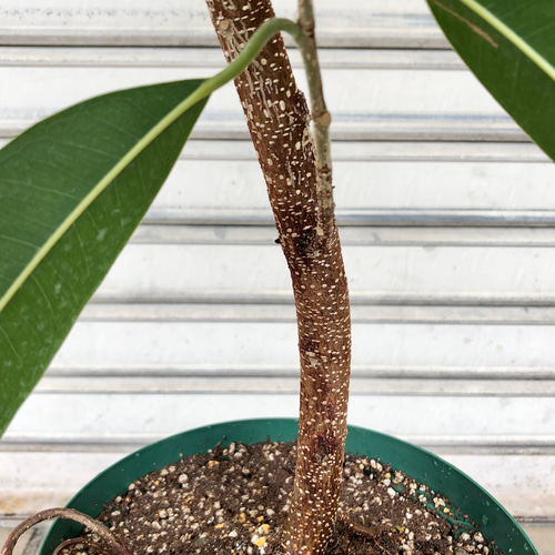 フィカス アムステルダム キング その他インテリア雑貨 PLANTS SHOP