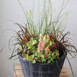 秋風揺れる月見うさぎの寄せ植え 多肉植物 トータルプランツ