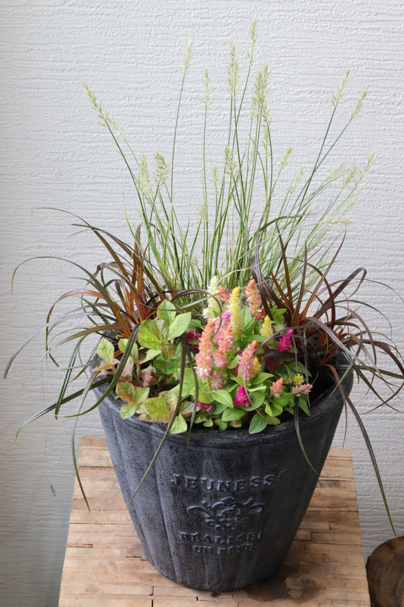 秋風揺れる月見うさぎの寄せ植え 多肉植物 トータルプランツ