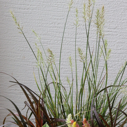 秋風揺れる月見うさぎの寄せ植え 多肉植物 トータルプランツ