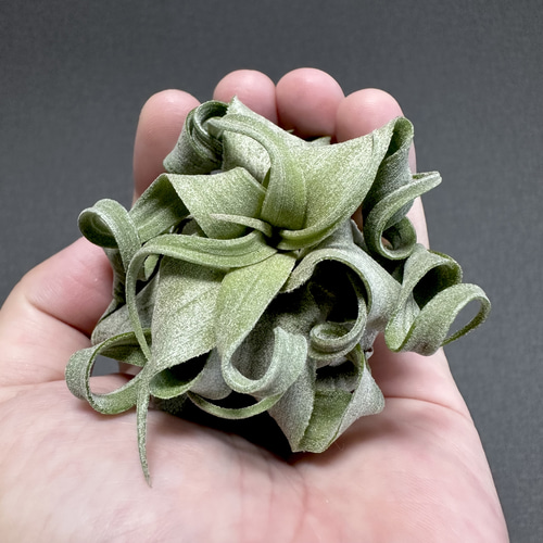 creema人気No1】希少品 チランジア ストレプトフィラ 送料無料 その他