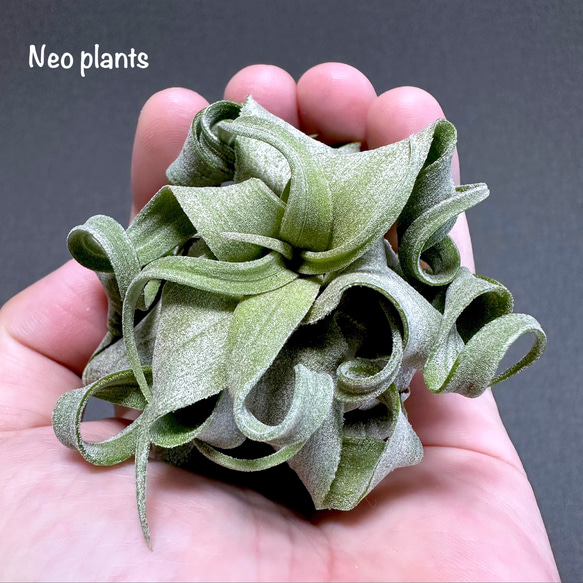 creema人気No1】希少品 チランジア ストレプトフィラ 送料無料 その他