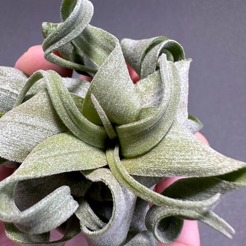 creema人気No1】希少品 チランジア ストレプトフィラ 送料無料 その他