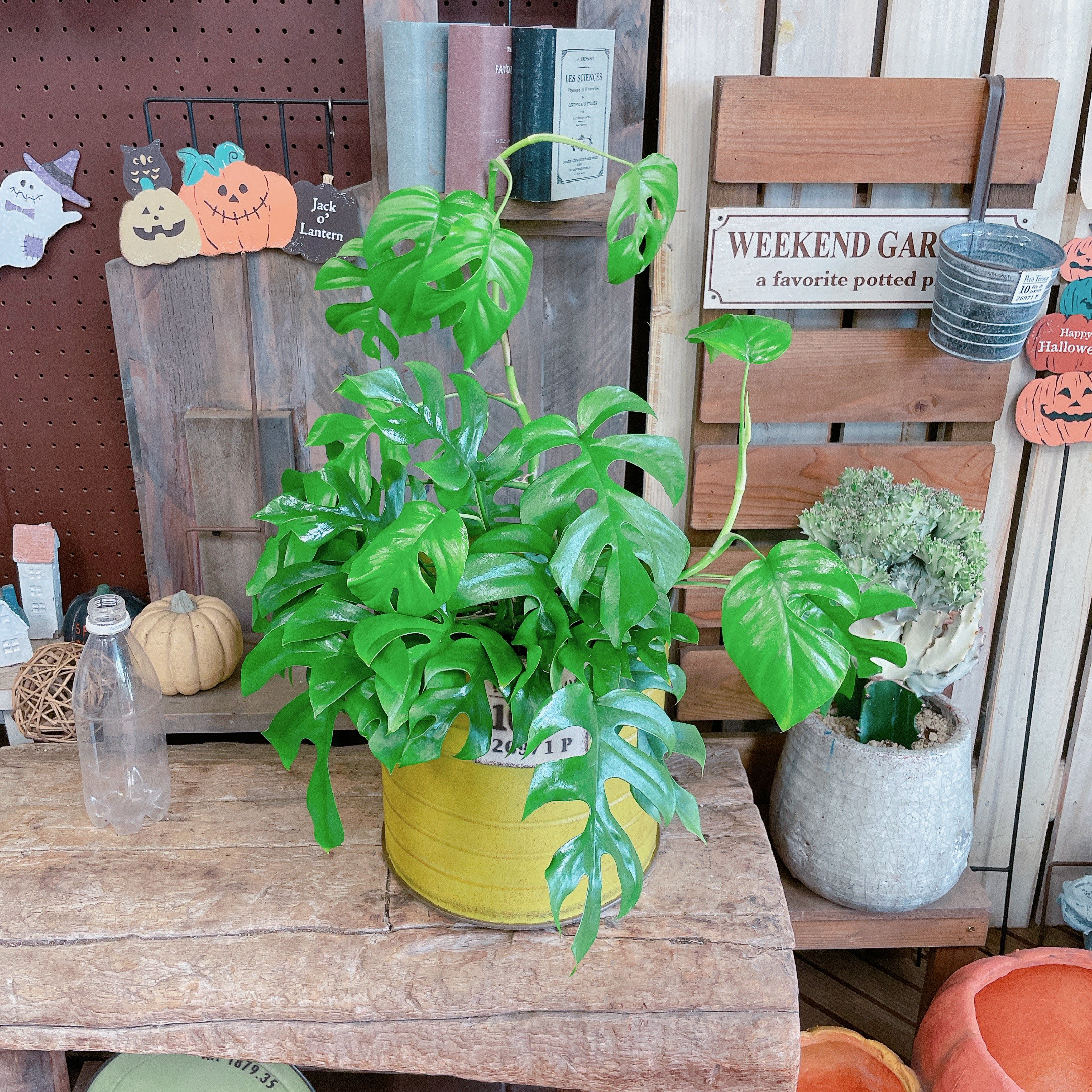 現品SALE♡【ヒメモンステラ】素敵な観葉植物♡くすみイエロー系ブリキ