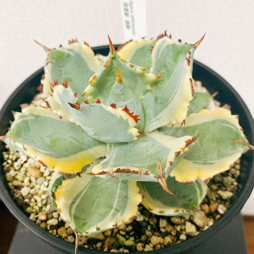①アガベ 氷山 オシャレ鉢植え大株 カキ仔有 おまけ1鉢付き ①アガベ 氷山 オシャレ鉢植え大株 カキ仔有 おまけ1鉢付き