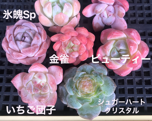 かわい子ちゃん葉挿し 子苗セット♡韓国苗 ぷっくり ピンク エケベリア