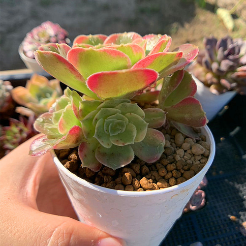 655.多肉植物 寄せ植え アエオニウム属 YANA 子付き 新品種 抜き苗