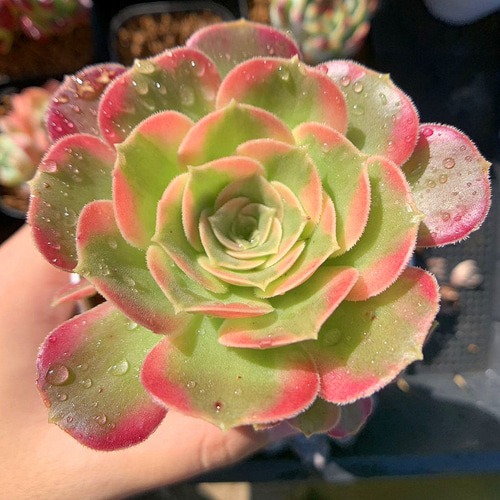 655.多肉植物 寄せ植え アエオニウム属 YANA 子付き 新品種 抜き苗