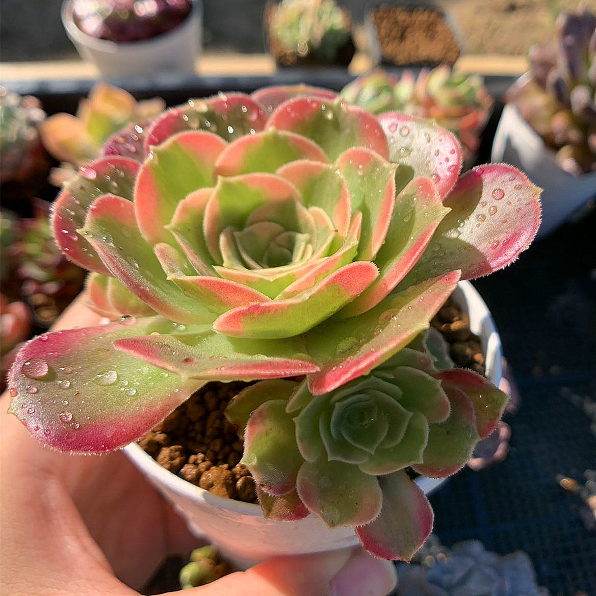 92#多肉植物❤️アエオニウム❤️炎の鳳凰❤️1大頭9小頭6子芽