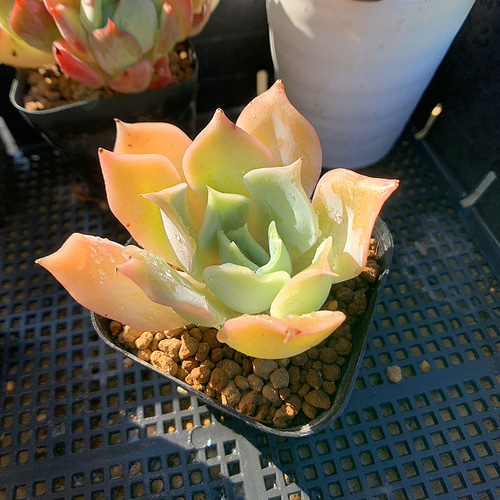 657.多肉植物 寄せ植え エケベリア属 藍鯨(単)抜き苗 アート 657.多肉植物 寄せ植え エケベリア属 藍鯨(単)抜き苗 アート