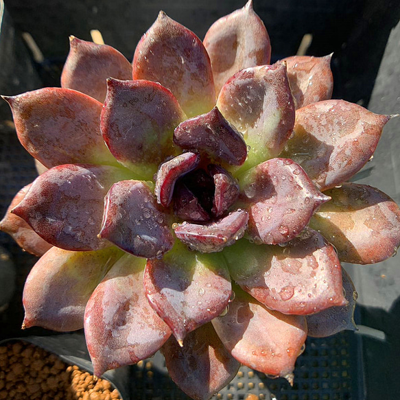 これは綴化？ ブラックサバス(小) 多肉植物 エケベリア 抜き苗 これは綴化？ ブラックサバス(小) 多肉植物 エケベリア 抜き苗 綴化