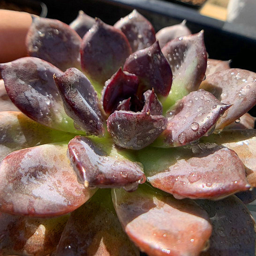 ✨レア✨️ PH-BLACK オリジナルラベル付き ペキヘミアロエ 多肉植物 エケベリア ブラックベア Echeveria 'Black Bear'｜多肉植物図鑑