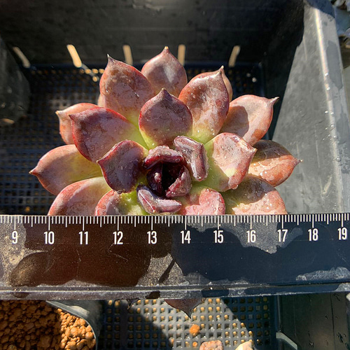 No.450 ❁ブラックローズ❁ 抜き苗 多肉植物 寄せ植え No.450 ❁ブラックローズ❁ 抜き苗 多肉植物 寄せ植え