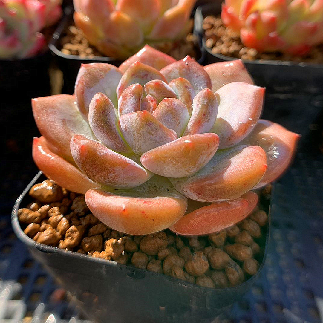 多肉植物】エケベリア エレガンス カット苗写真全て ❤️かなり大きく