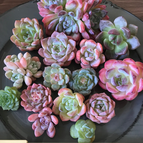 Prizum 特大 (韓国苗) Prizum 特大 (韓国苗)