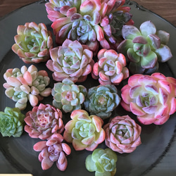 多肉植物 韓国苗 エケベリア MIX100苗セット 画像のセット 多肉植物