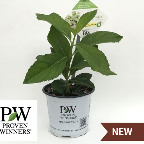 ♡ラグランジア シャンデリーニ ♡3.5号鉢 あじさい ガクアジサイ