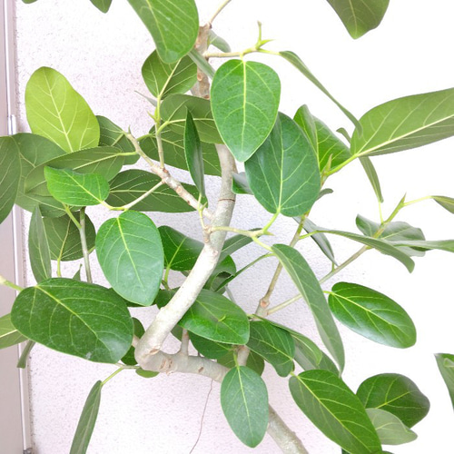 現品］51番 フィカス ベンガレンシス 曲がり 8号 観葉植物 室内