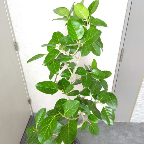 ［現品］4番　フィカス　ベンガレンシス　曲がり 8号　観葉植物　ゴムの木 現品］4番 フィカス ベンガレンシス 曲がり 8号 観葉植物 室内