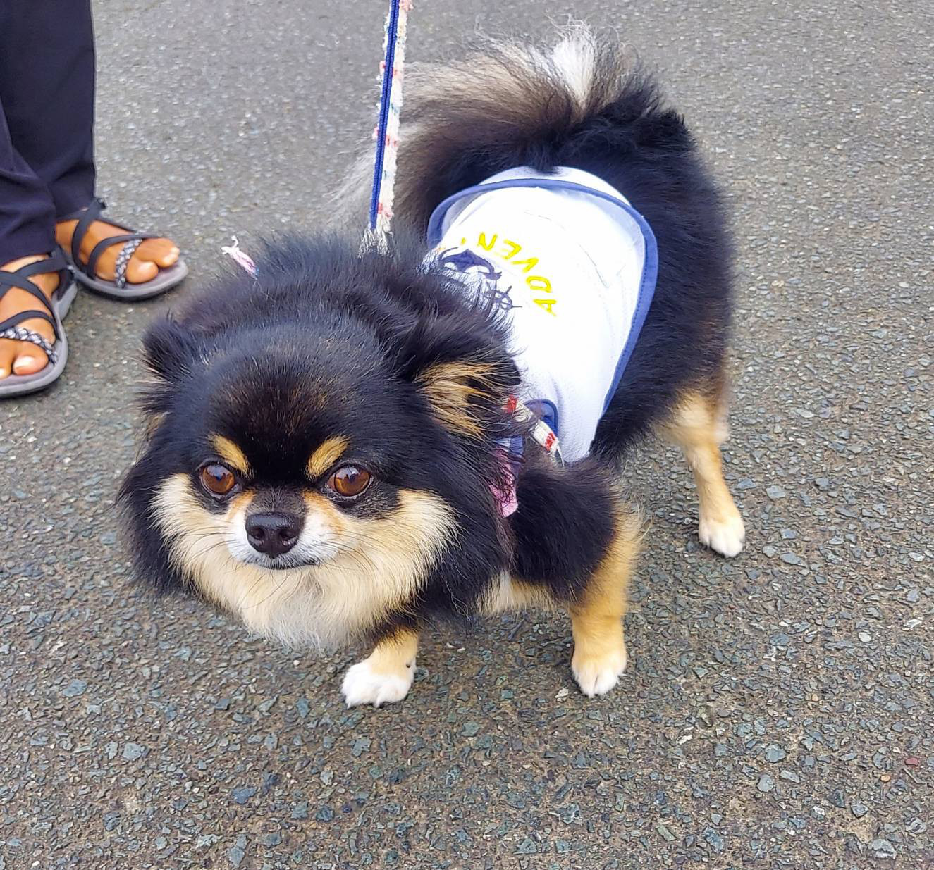 羊毛フェルトの犬作りします。 11,400円