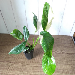 現品】①激レア 珍しい モンステラ【レクレリアナ】バリエガータ 綺麗