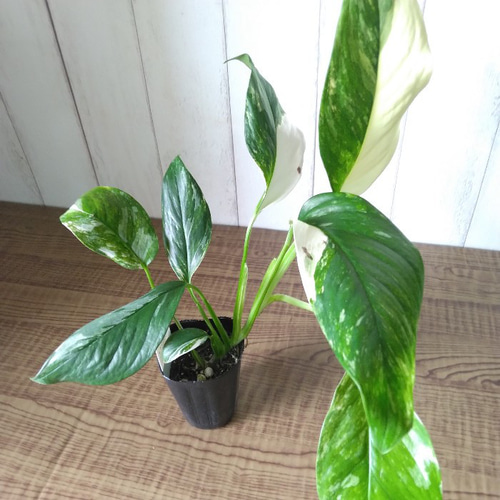 現品】①激レア 珍しい モンステラ【レクレリアナ】バリエガータ 綺麗