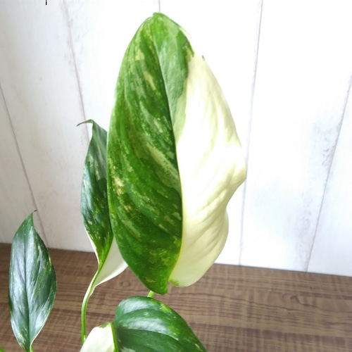 現品】①激レア 珍しい モンステラ【レクレリアナ】バリエガータ 綺麗