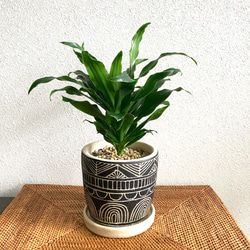 ペペロミア・カペラータ・バリエガータ 観葉植物 お洒落な