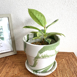 フィカス・ジン　観葉植物　お洒落なインテリアグリーン 3枚目の画像