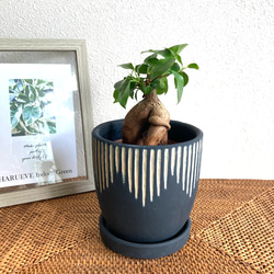 ペペロミア・カペラータ・バリエガータ 観葉植物 お洒落な